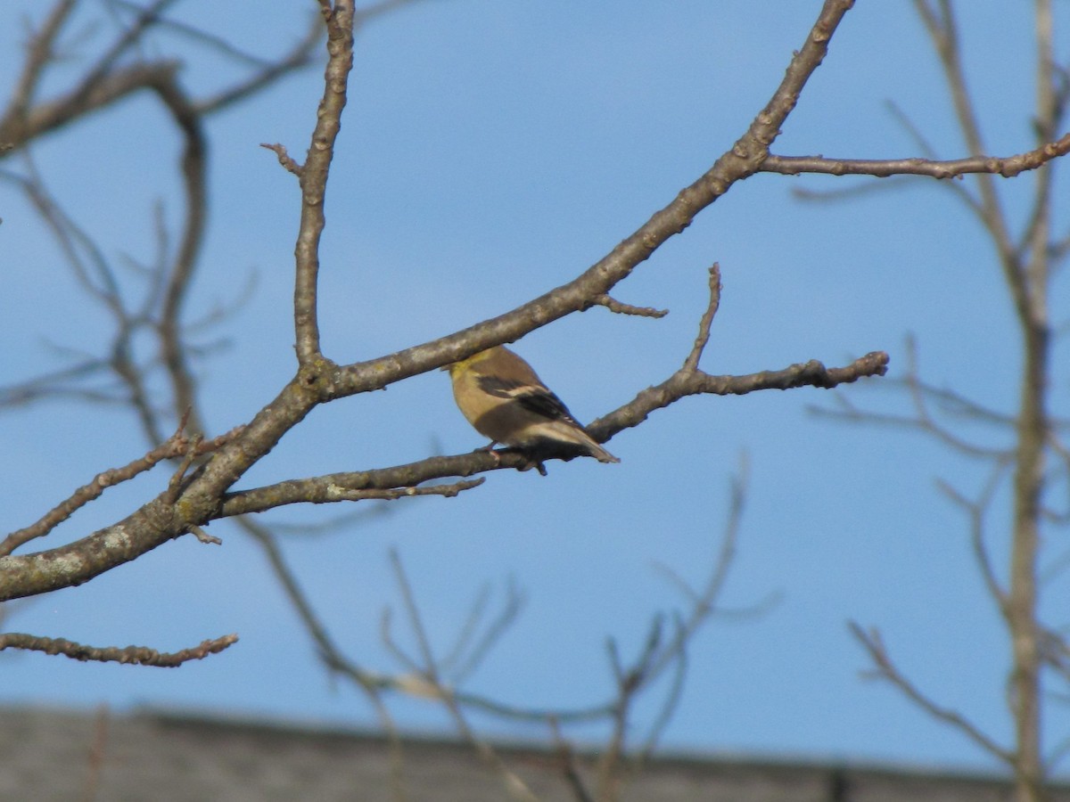 Altın İskete - ML646611987