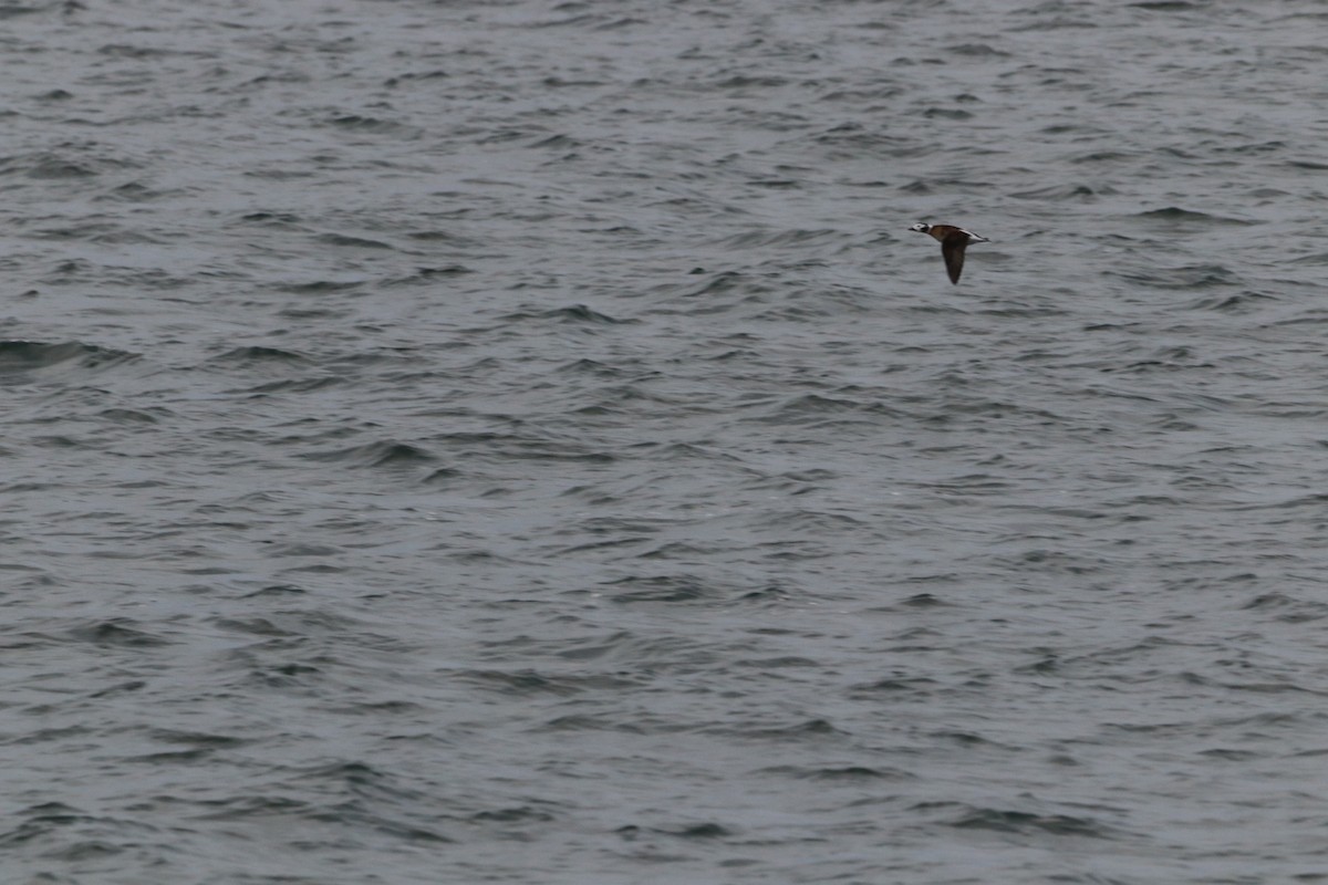 長尾鴨 - ML646611991