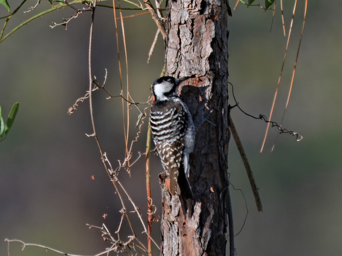 Pico de Florida - ML646611992