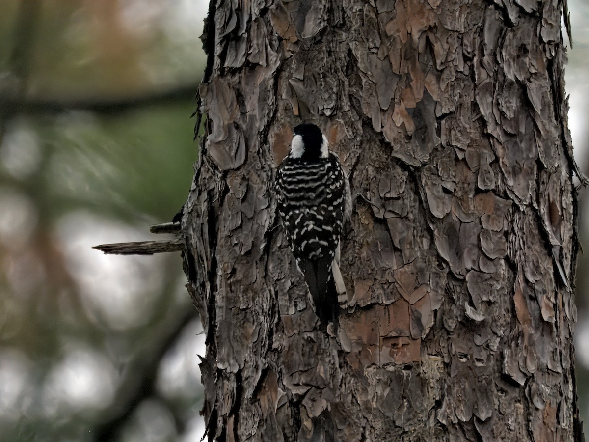 Pico de Florida - ML646611993