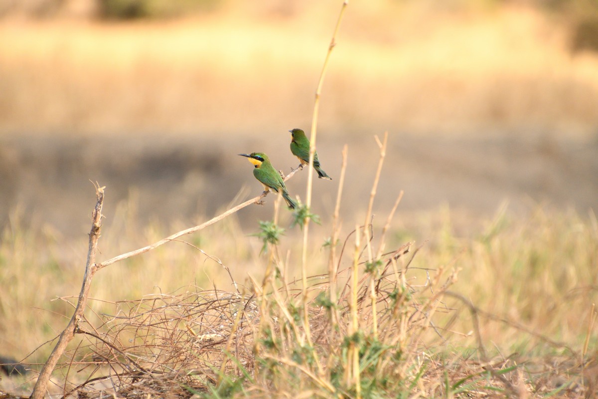Küçük Arıkuşu - ML646611994