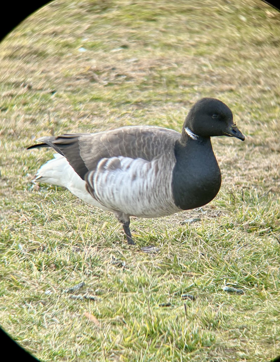 Brant - ML646611995