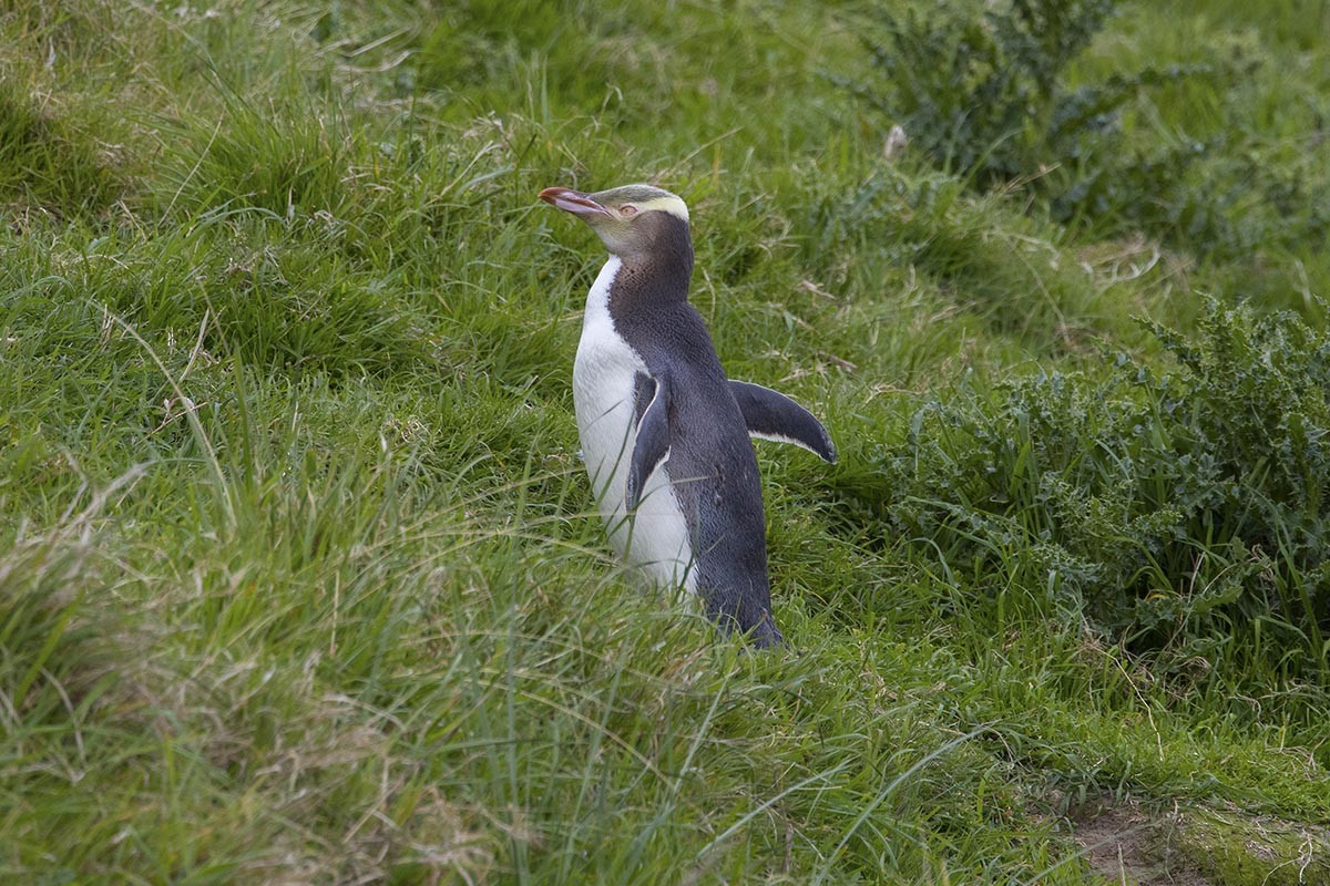 Великолепный пингвин - ML646611998