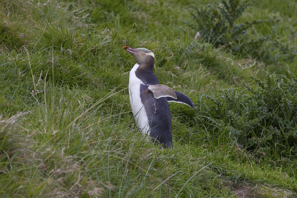 Великолепный пингвин - ML646611999