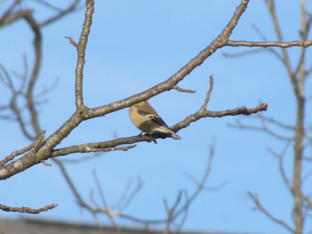 Altın İskete - ML646612002