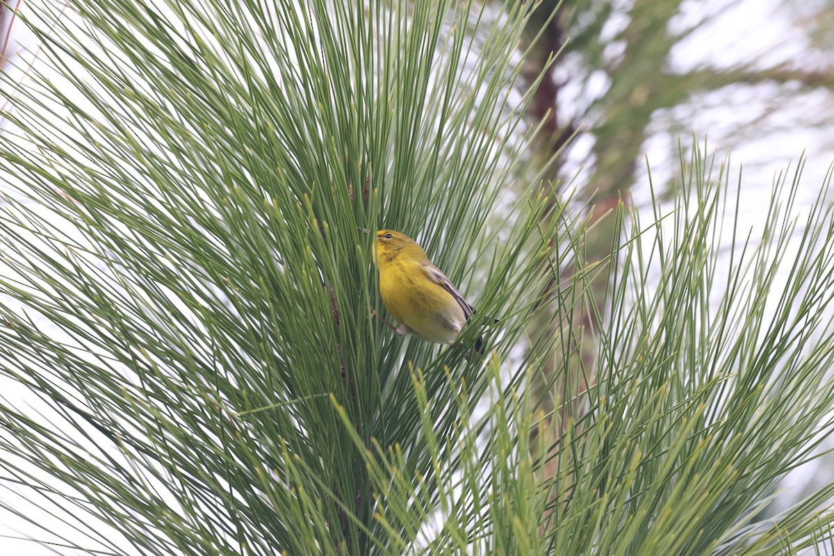 Pine Warbler - ML646612004