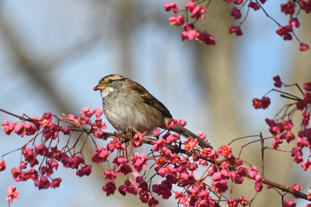 Бруант білогорлий - ML646612005