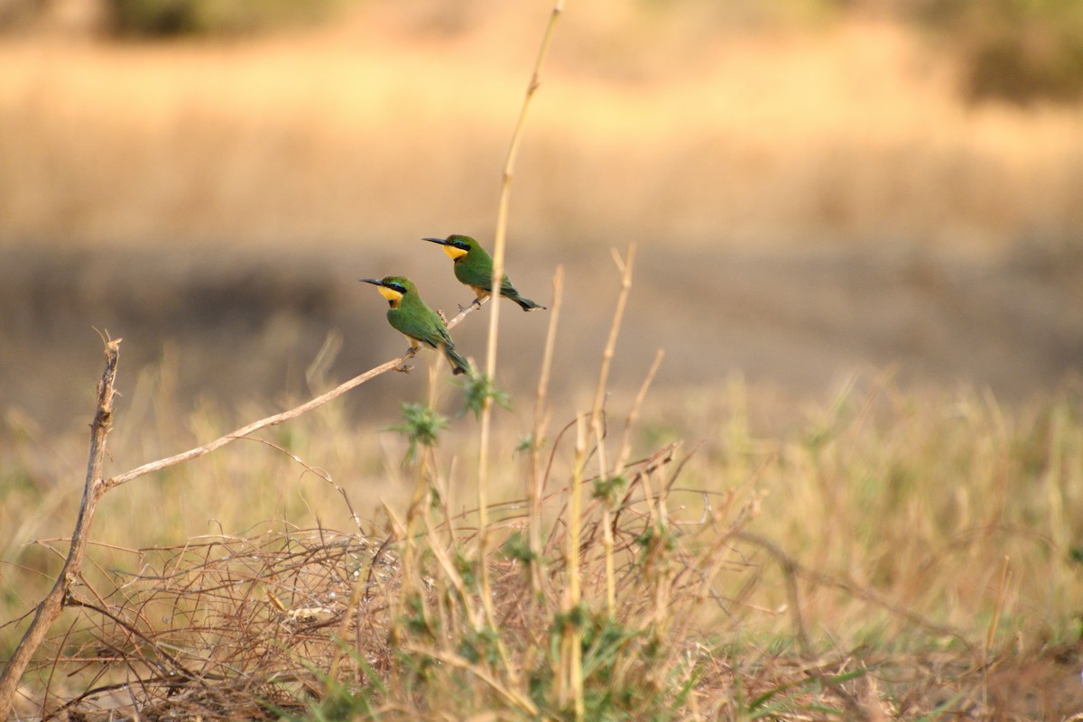 Küçük Arıkuşu - ML646612007