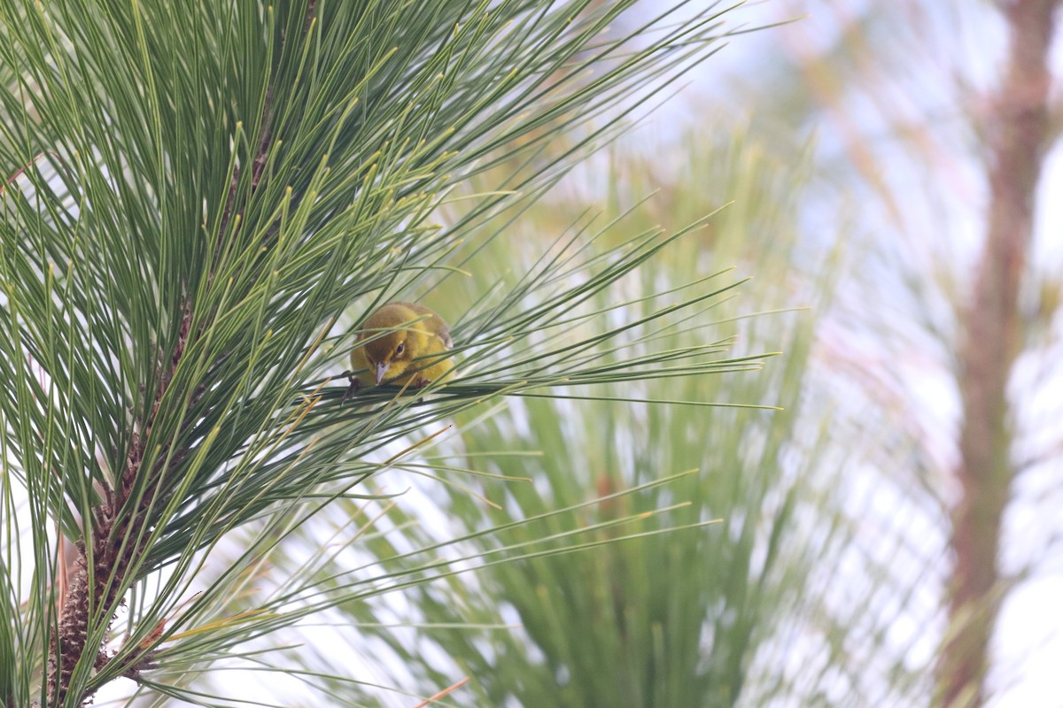 Pine Warbler - ML646612011