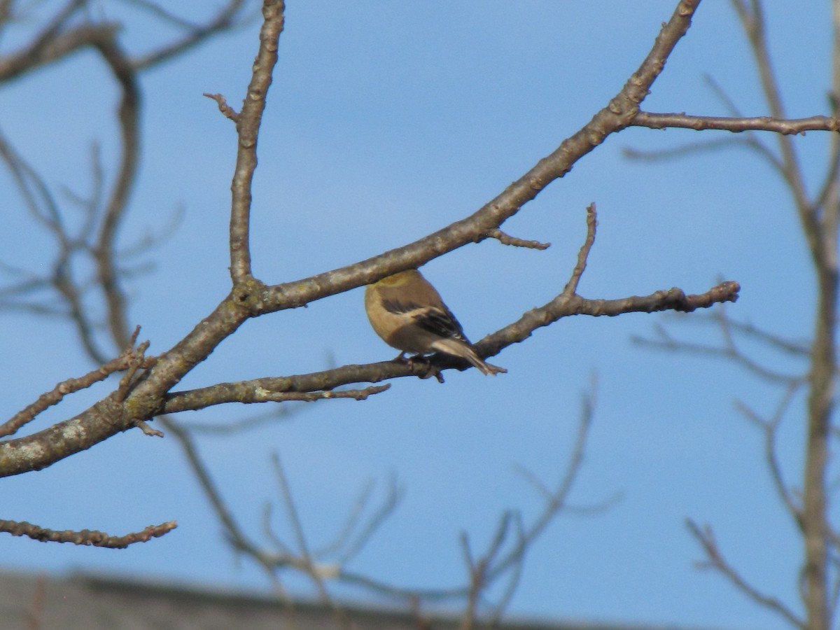 Altın İskete - ML646612014