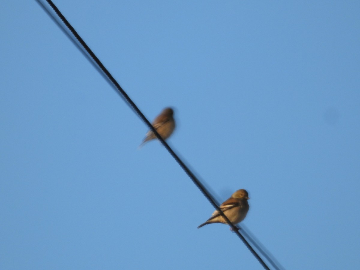 Altın İskete - ML646612015