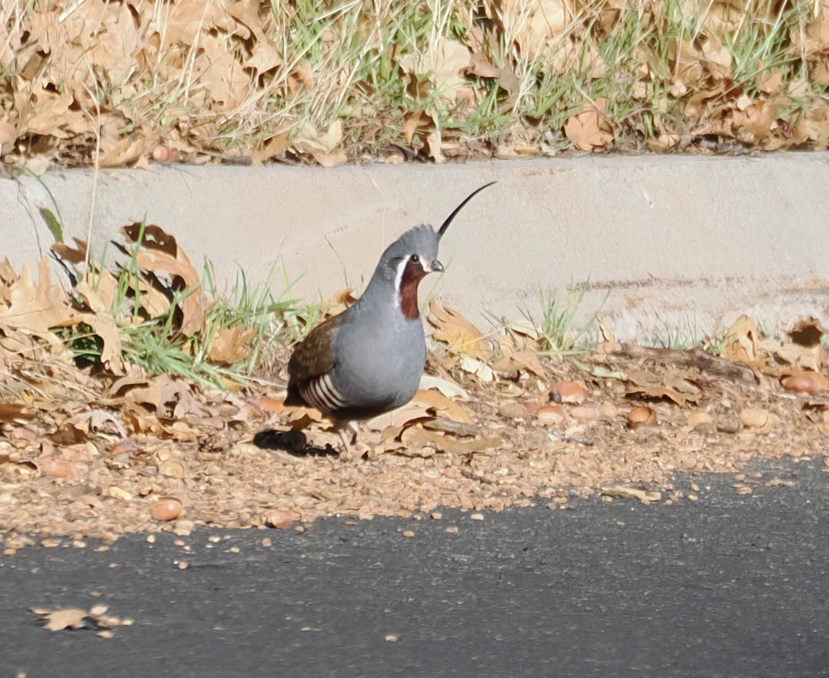 křepel horský - ML646612016