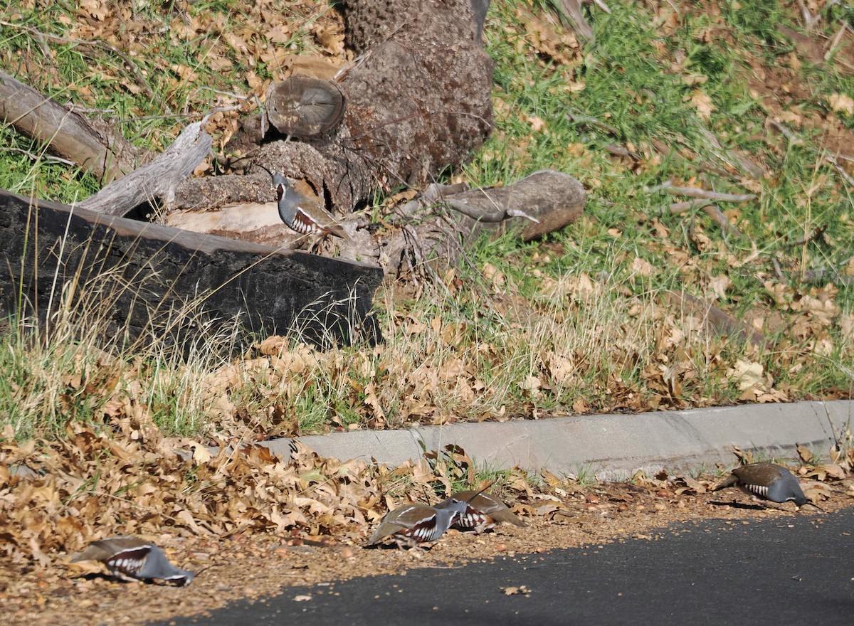 křepel horský - ML646612017