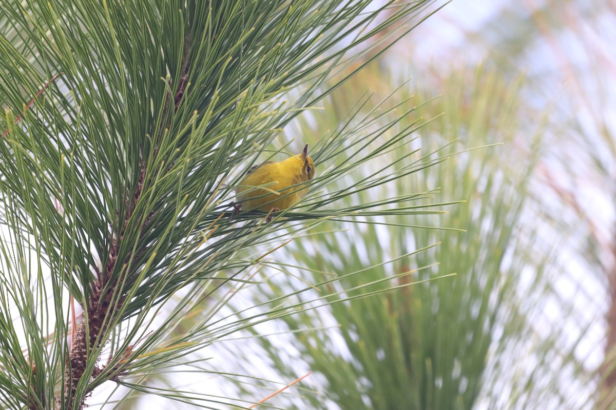 Pine Warbler - ML646612018