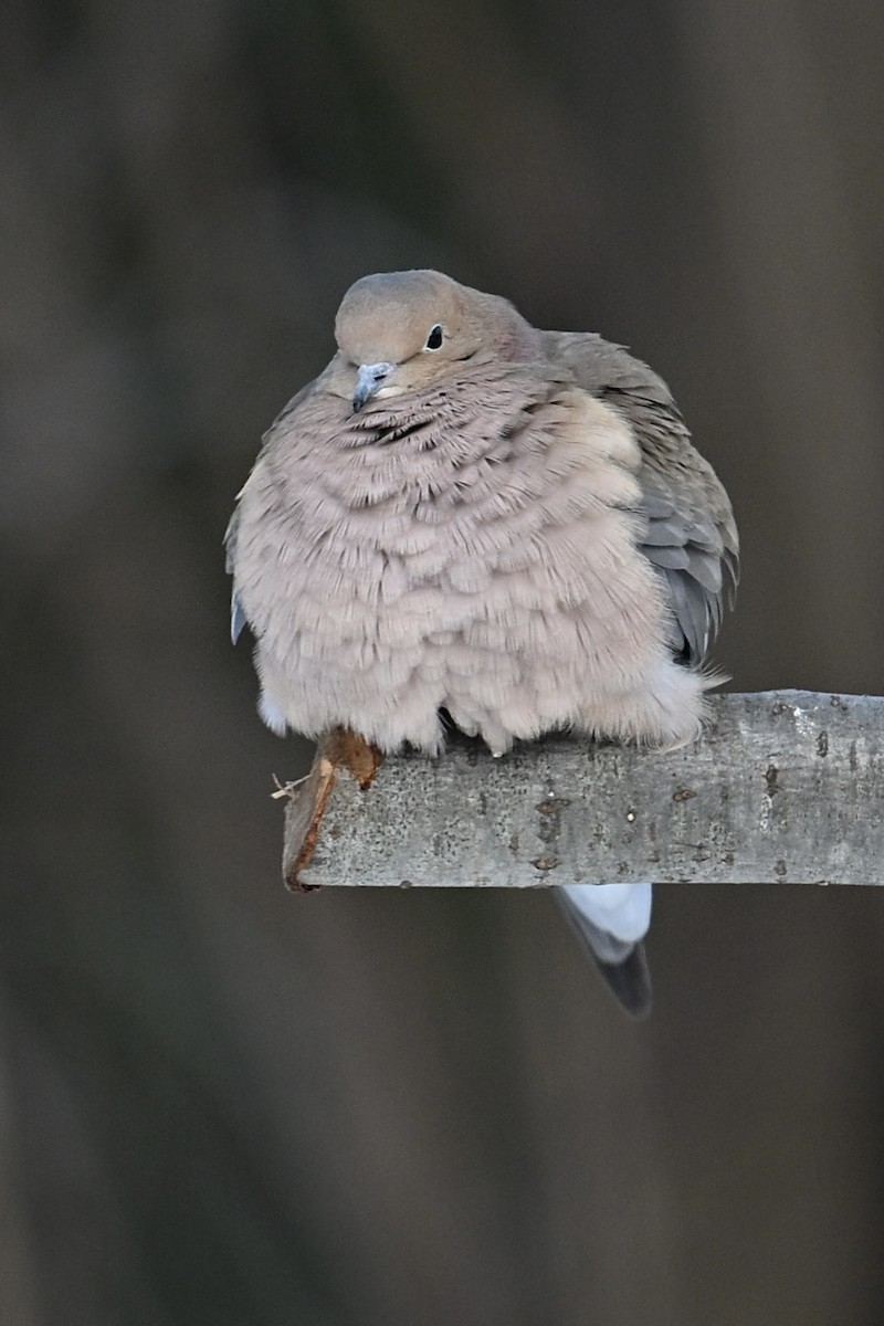 Tourterelle triste - ML646612019