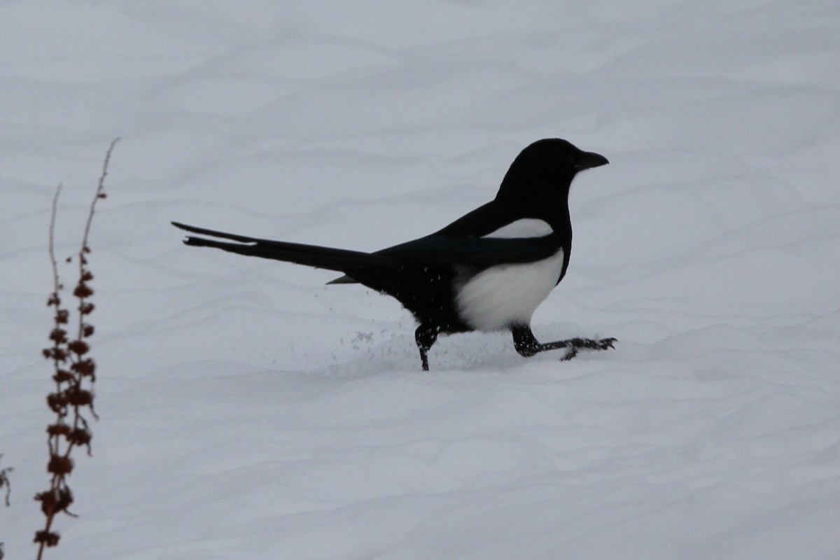 straka americká - ML646612021