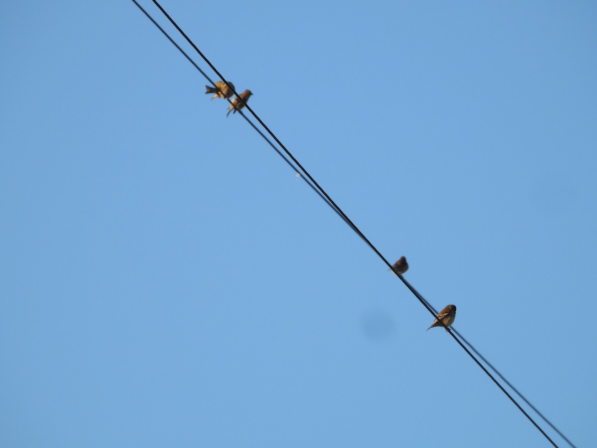 Altın İskete - ML646612022