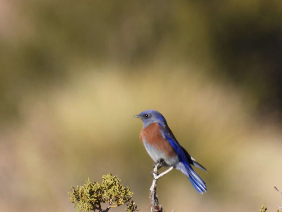 Blaukehl-Hüttensänger - ML646612023