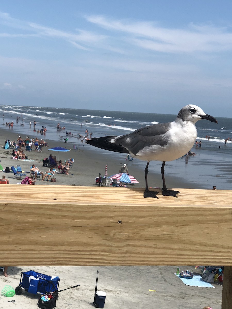 Laughing Gull - ML646612025
