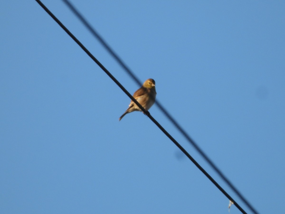 Altın İskete - ML646612027