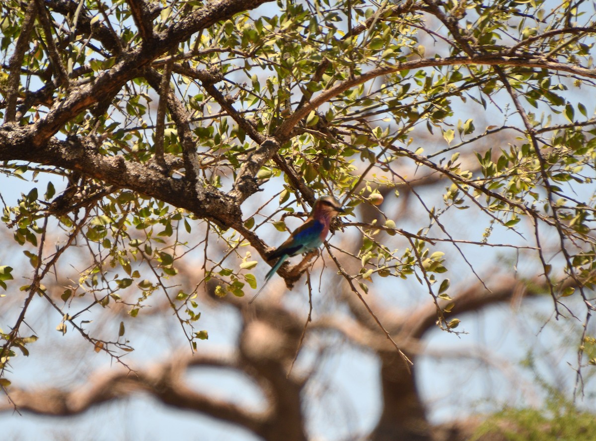 Leylak Renkli Gökkuzgun - ML646612028