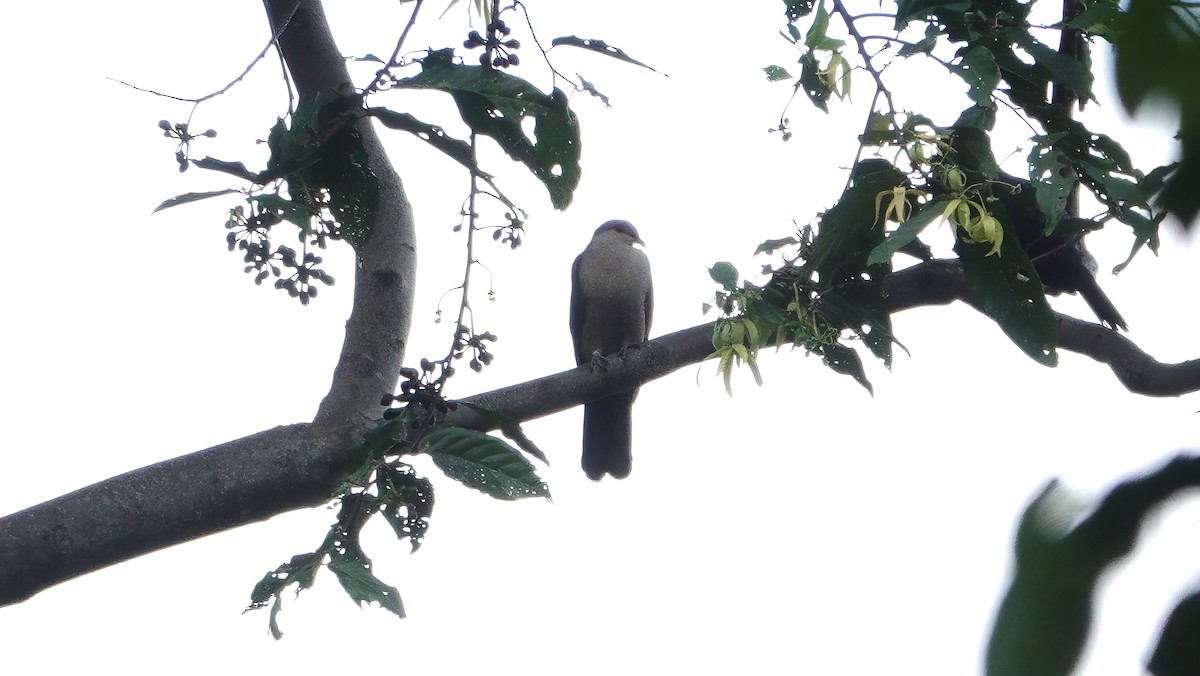 Carpophage du Mada - ML646612029