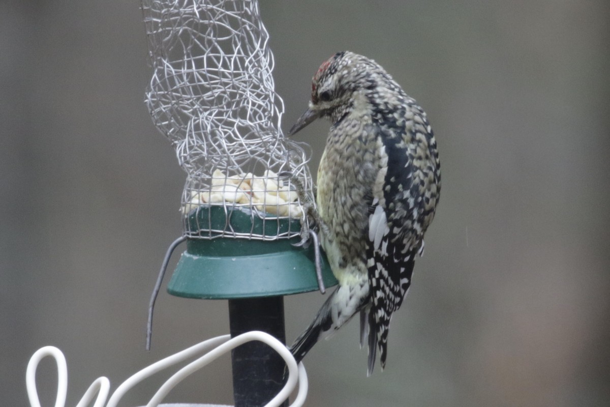 Yellow-bellied Sapsucker - ML646612030