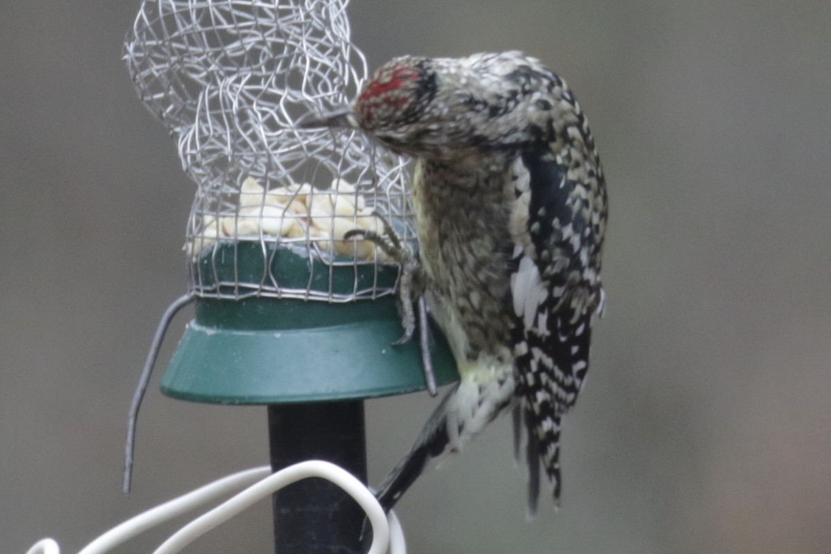 Yellow-bellied Sapsucker - ML646612031