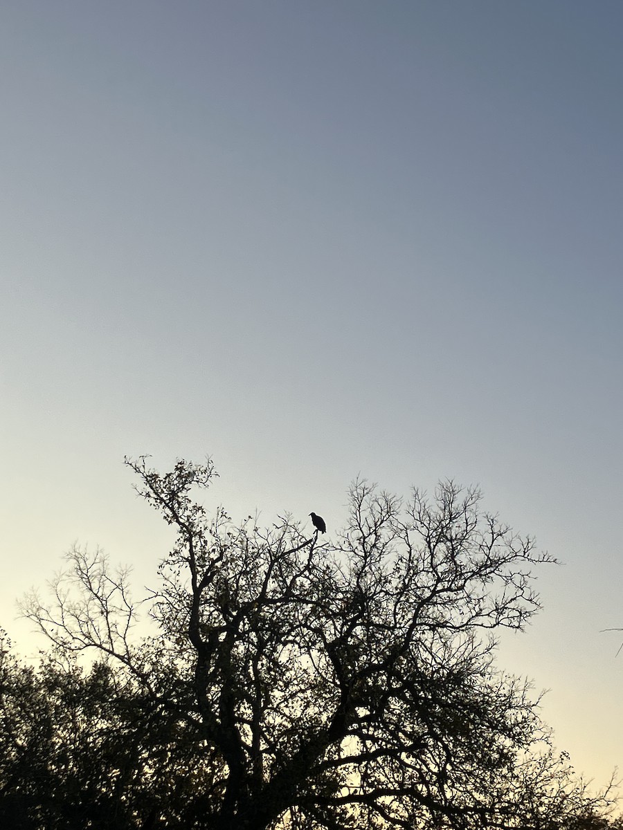 Чёрная катарта - ML646612032