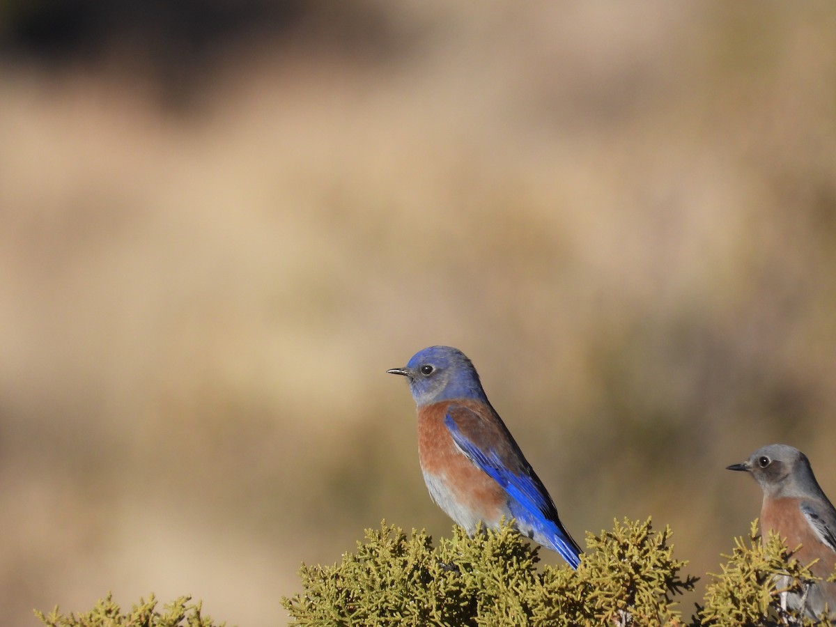Blaukehl-Hüttensänger - ML646612034