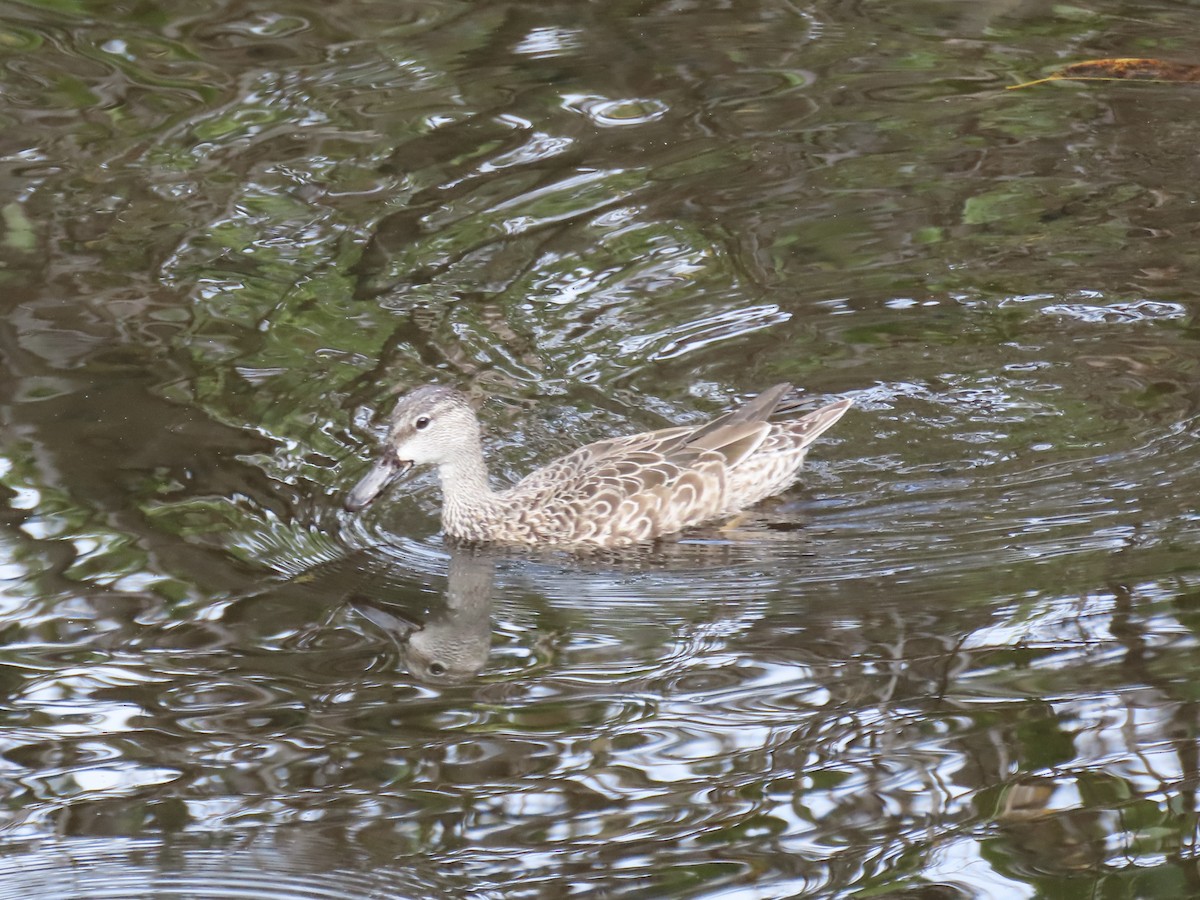 Blue-winged Teal - ML646612035