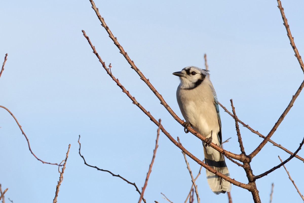 Blue Jay - ML646612036