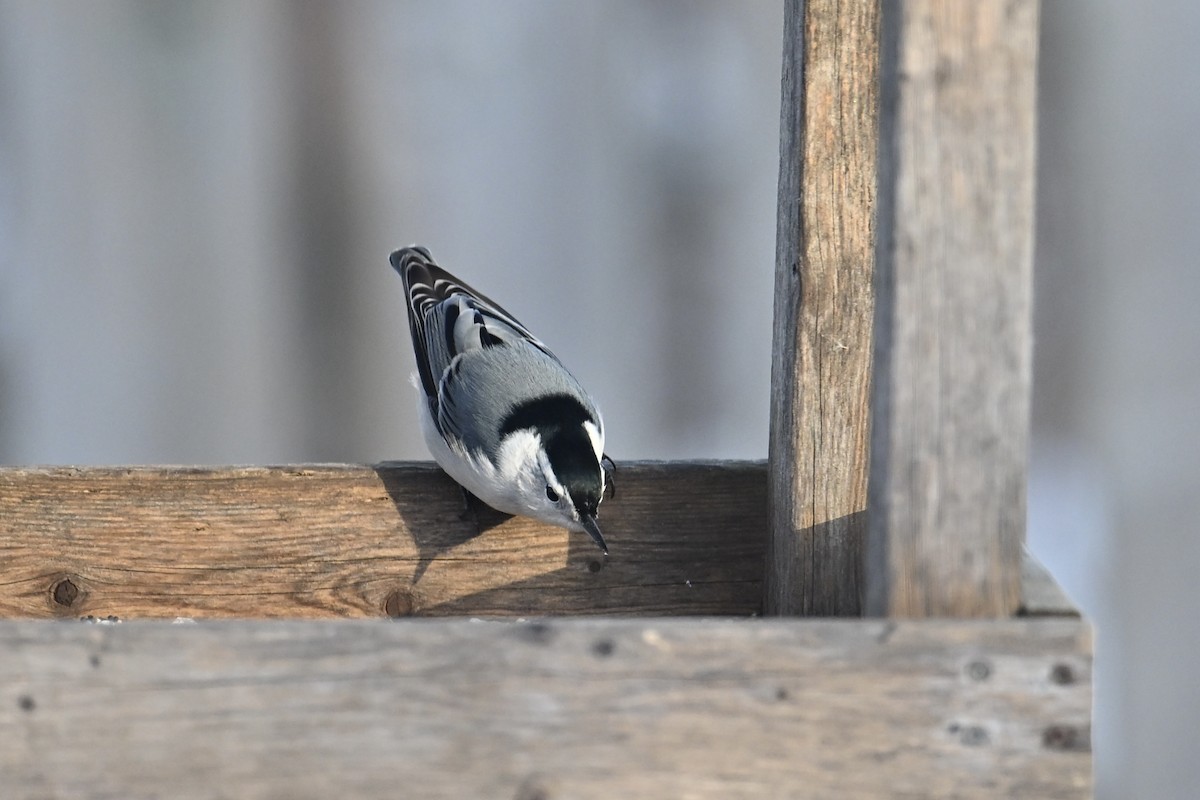 Weißbrustkleiber - ML646612038