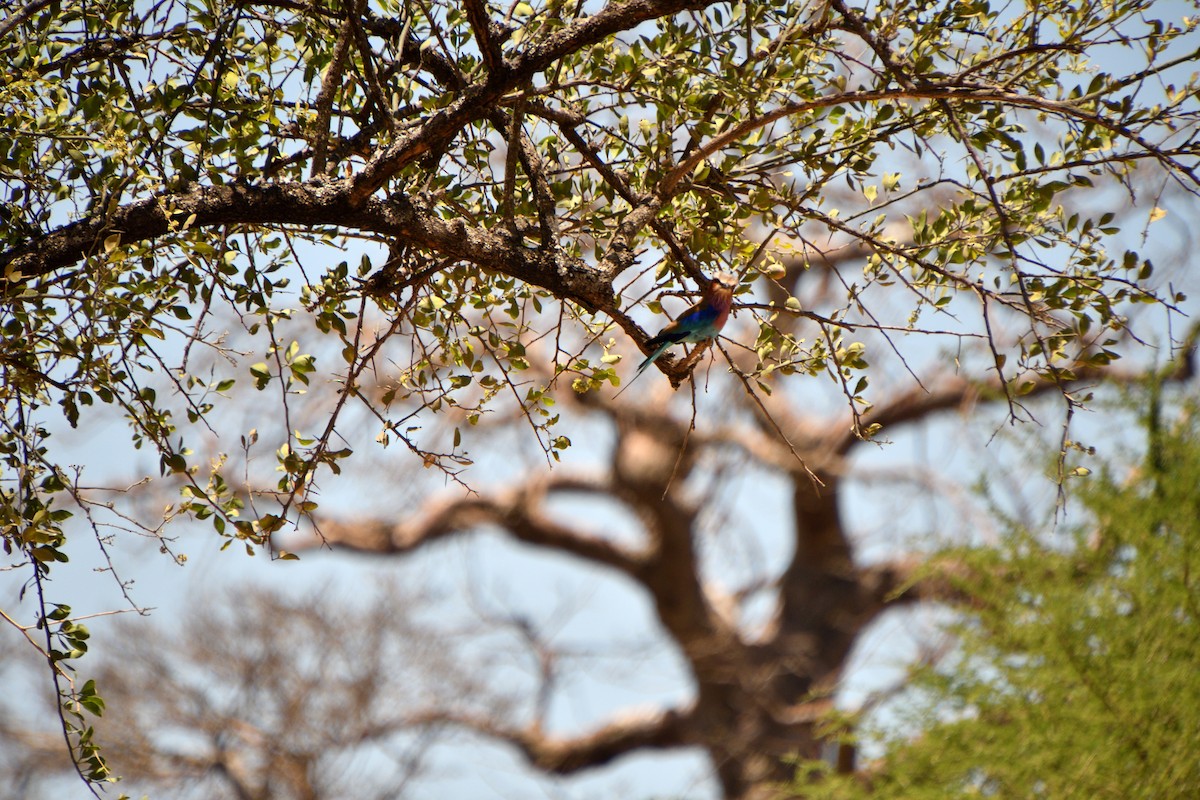 Leylak Renkli Gökkuzgun - ML646612041