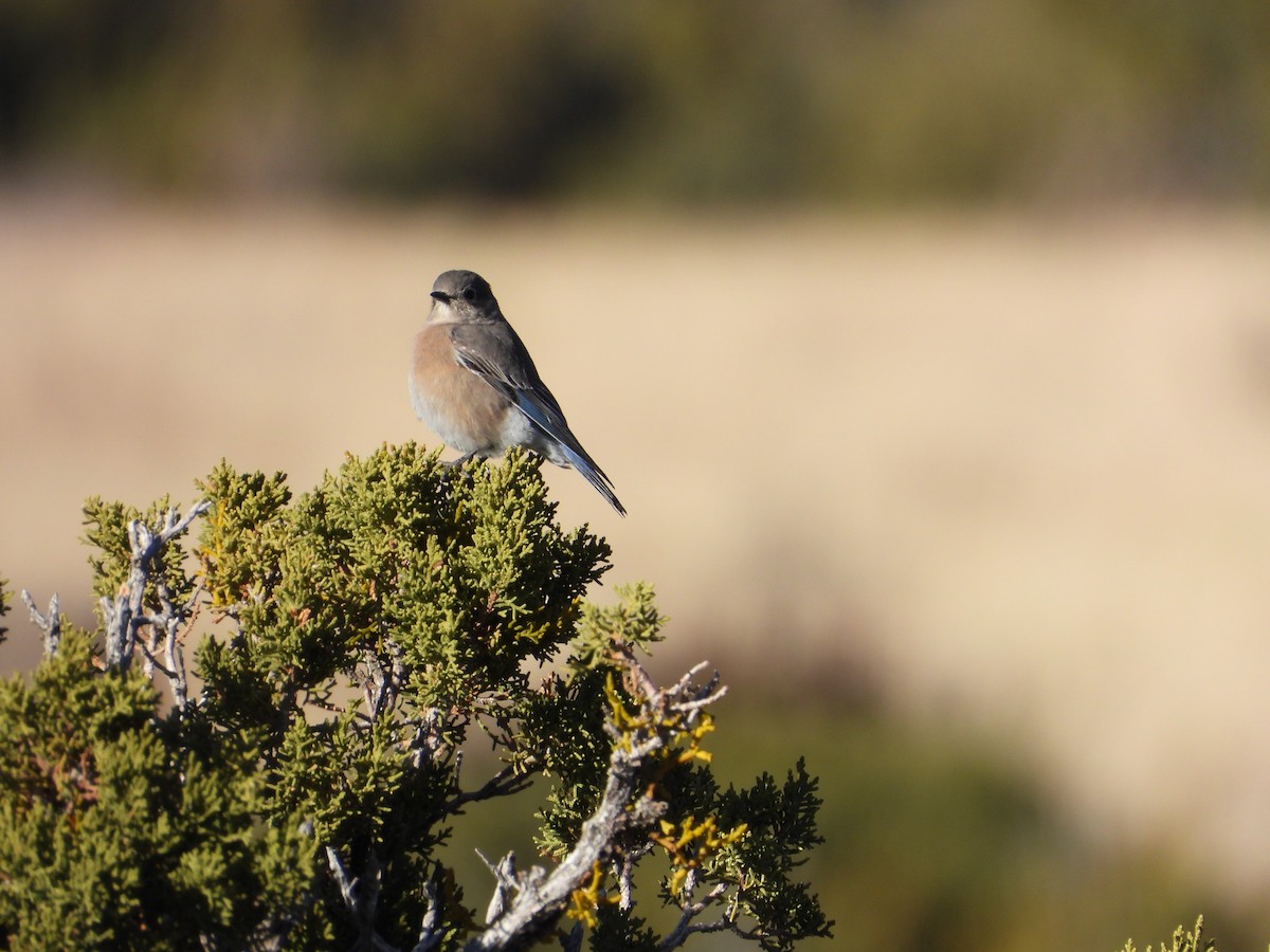 Blaukehl-Hüttensänger - ML646612043