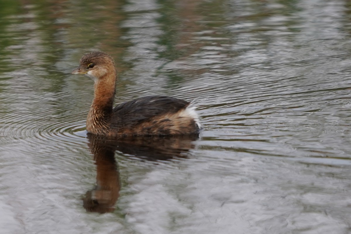 Pied-billed Grebe - ML646612052