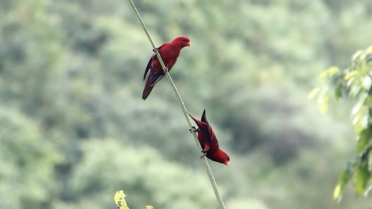 Loriquet écarlate - ML646612054