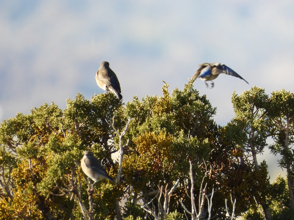 Blaukehl-Hüttensänger - ML646612055