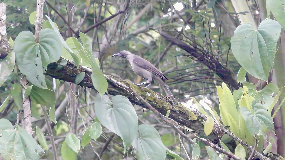 Polochion des Moluques - ML646612057