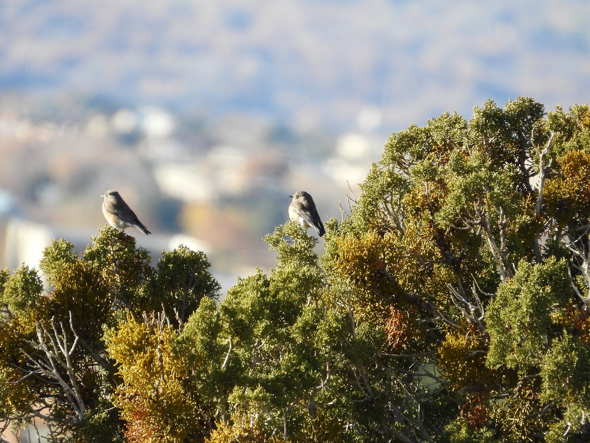 Blaukehl-Hüttensänger - ML646612058