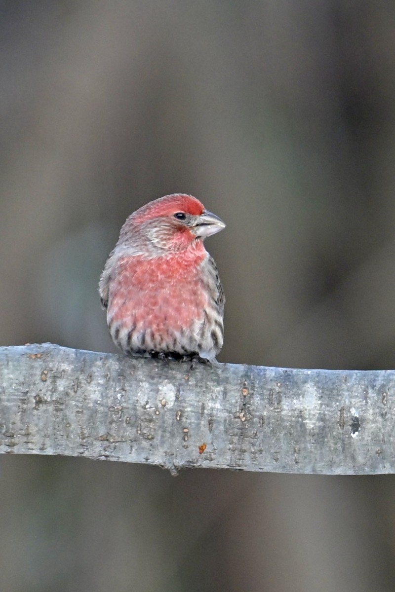 Roselin familier - ML646612059