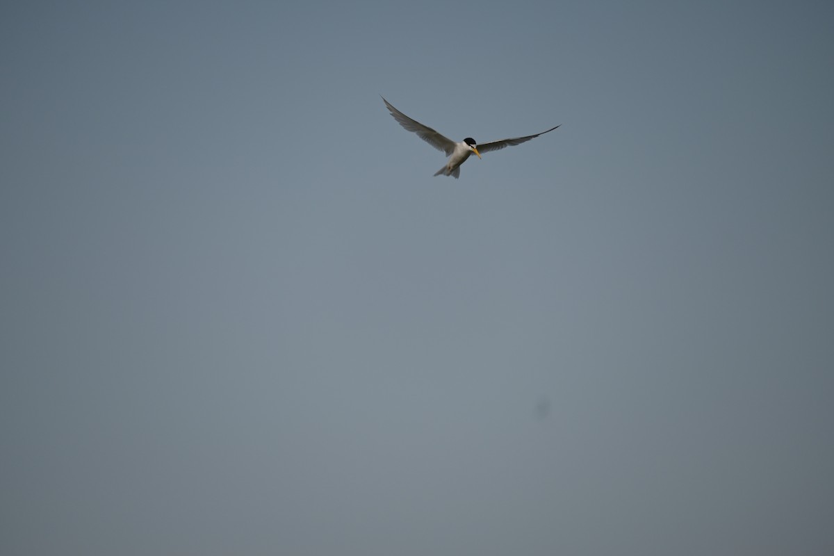 Little Tern - ML646612060