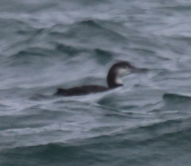 Plongeon huard - ML646612061