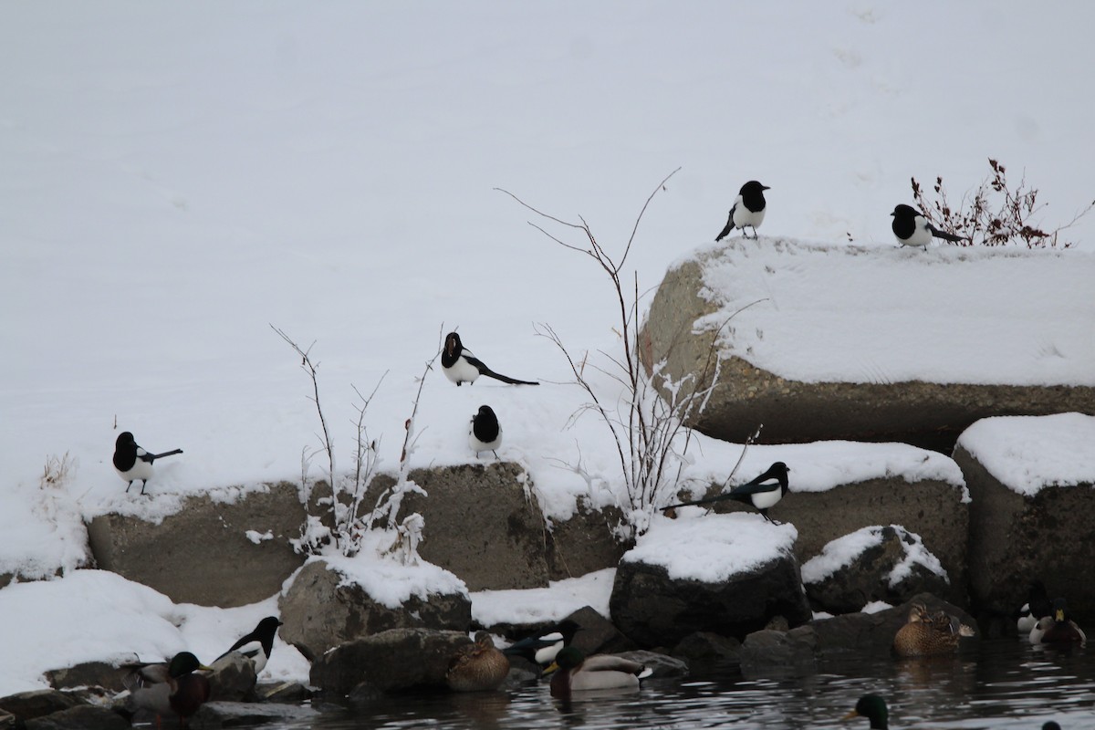 straka americká - ML646612062