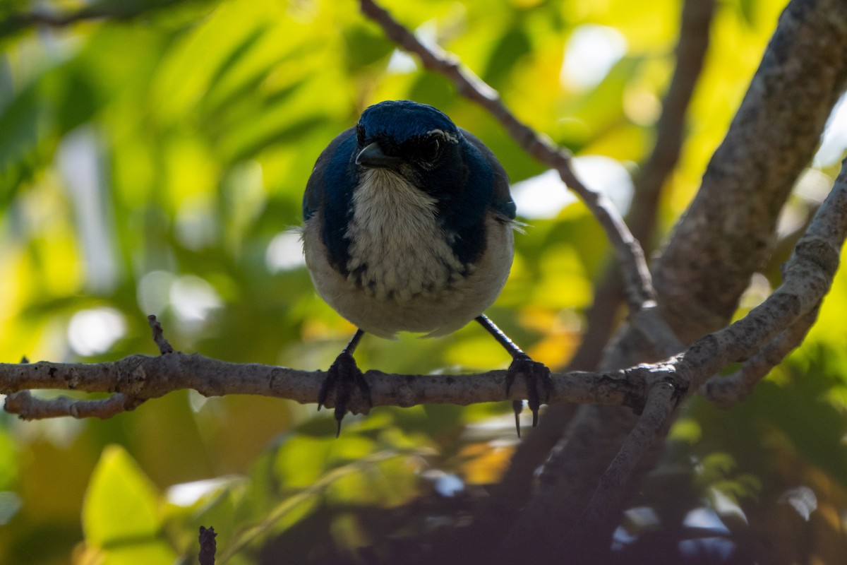 krattskrike - ML646612063