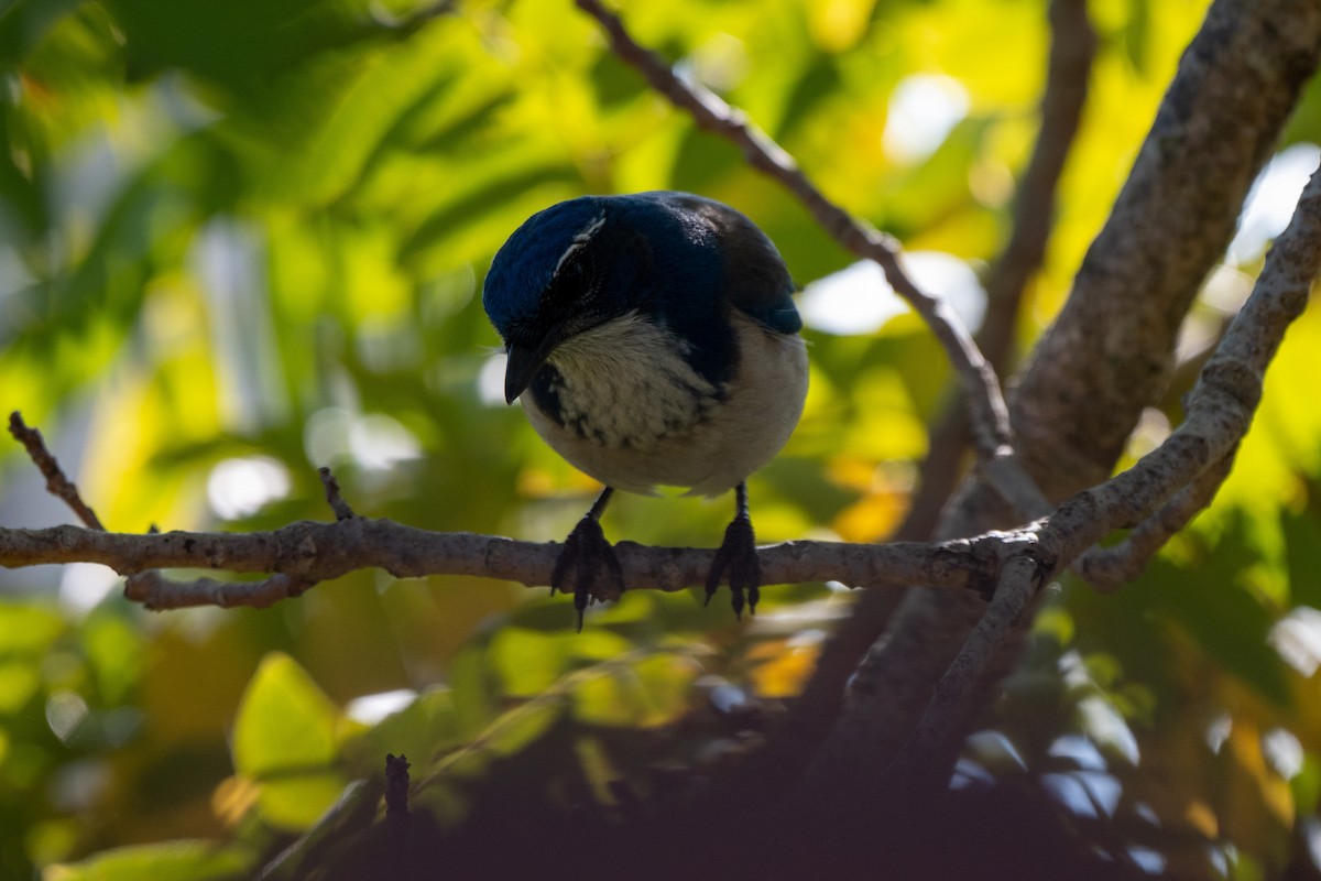 krattskrike - ML646612064