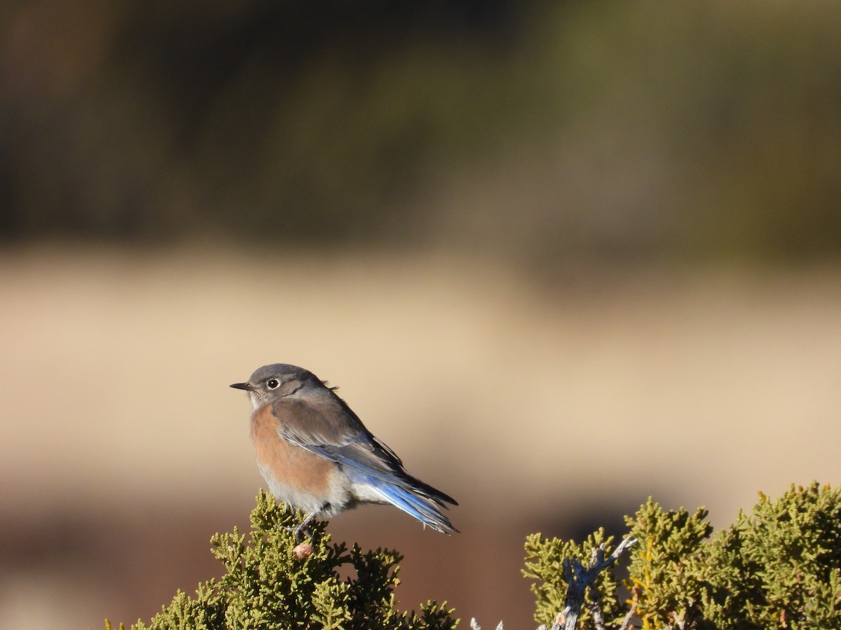 Blaukehl-Hüttensänger - ML646612068