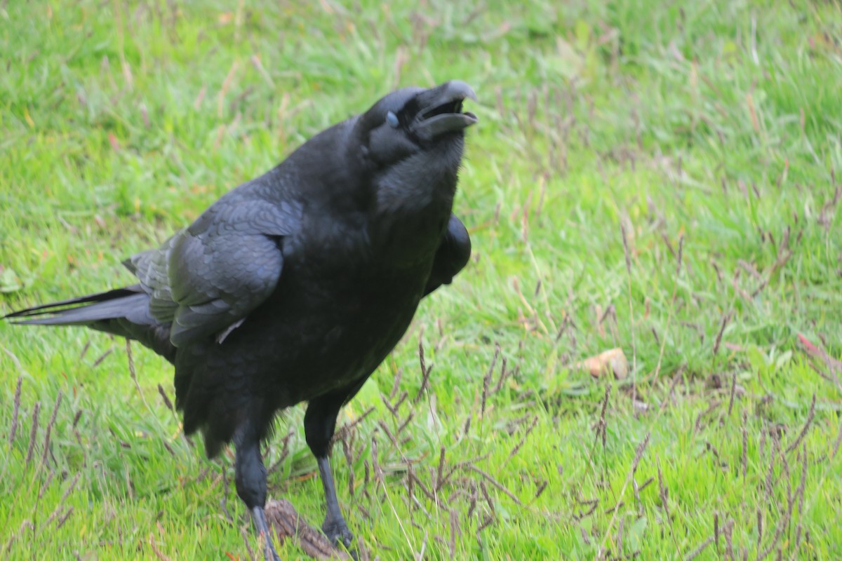 עורב שחור - ML646612071