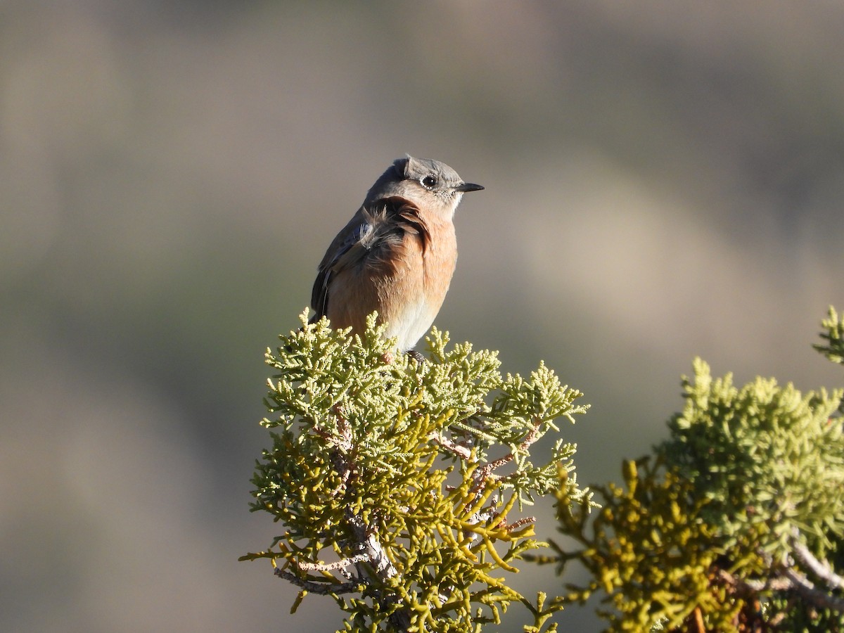 Blaukehl-Hüttensänger - ML646612073