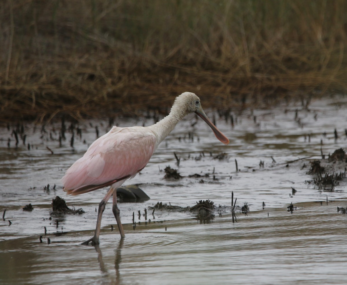 Roseate Spoonbill - ML646612074